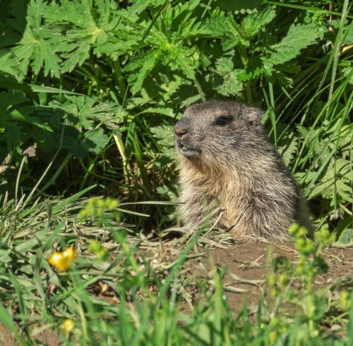 Groundhog Day And Food Addiction Recovery